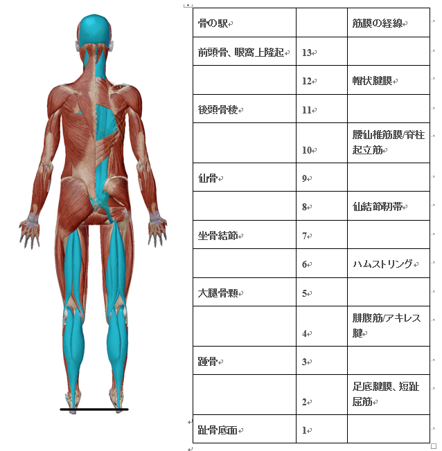 スーパーフィシャルバックライン(SBL)｜PT-Goyasu PTごやすのリハ文献